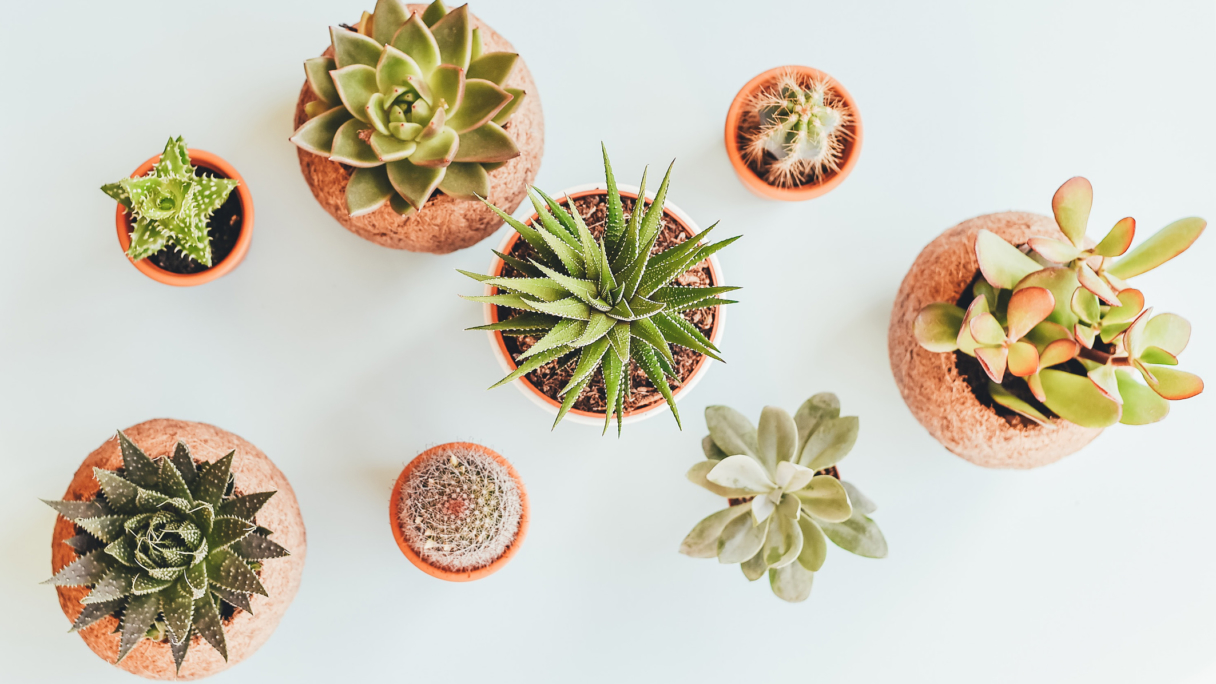 Where else can clients go